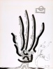 Existential Anatomy-Pen & Ink 8 of 70 